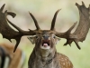 Автор: AFP/SCANPIX