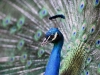 Автор: AFP/SCANPIX