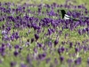 Автор: AFP/SCANPIX