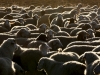 Автор: REUTERS/SCANPIX