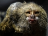 Автор: AFP/SCANPIX