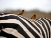 Автор: REUTERS/SCANPIX