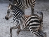 Автор: AFP/SCANPIX