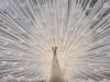 Автор: AFP/SCANPIX