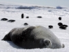 Автор: REUTERS/SCANPIX