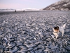 Автор: REUTERS/SCANPIX