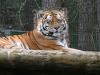 Фото: Rīgas Zooloģiskais dārzs