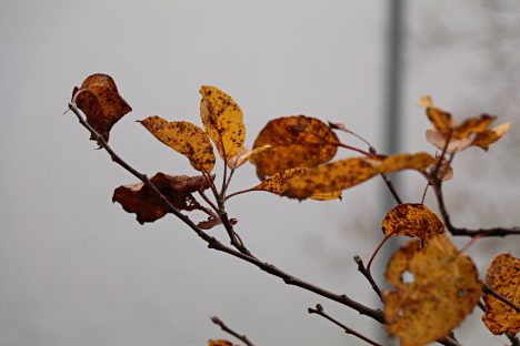 Baltic news,News from Latvia,BNN.LV,BNN-NEWS.COM,BNN-NEWS.RU