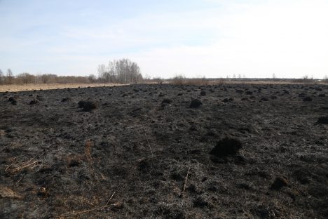 старник, трава, прошлогодняя трава, поджог,