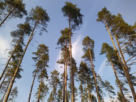 погода, весна, прогноз, синоптики