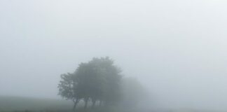 водители, дороги, туман, осень