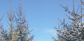 декабрь, погода в Латвии, зима, Рождество