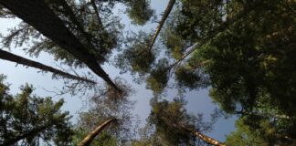 погода в Латвии, июль, жара, синоптики