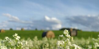 ранняя осень, погода в Латвии, прогноз на неделю, август